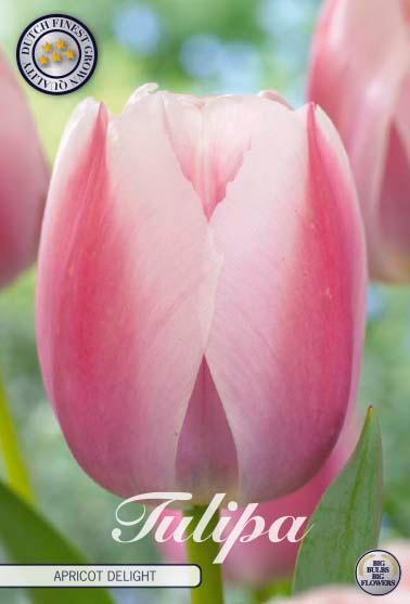 Tulipaner 'Apricot Delight' - 7 stk. naturaliserende tulipanløk