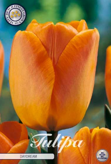 Tulipaner 'Daydream' - 10 stk. naturaliserende tulipanløk