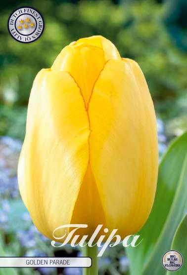 Tulipaner 'Golden Parade' - 10 stk. naturaliserende tulipanløk