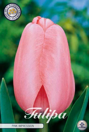 Tulipaner 'Pink Impression' - 10 stk. naturaliserende tulipanløk