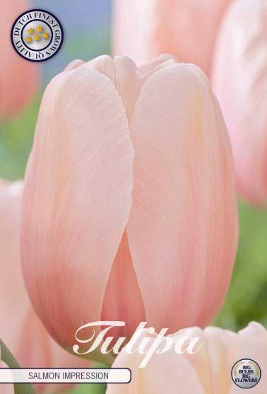 Tulipaner 'Salmon Impression' - 10 stk. naturaliserende tulipanløk
