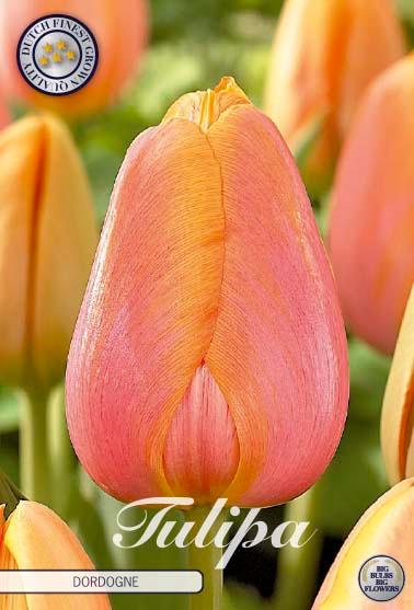 Tulipaner 'Dordogne' - 10 stk. tulipanløk