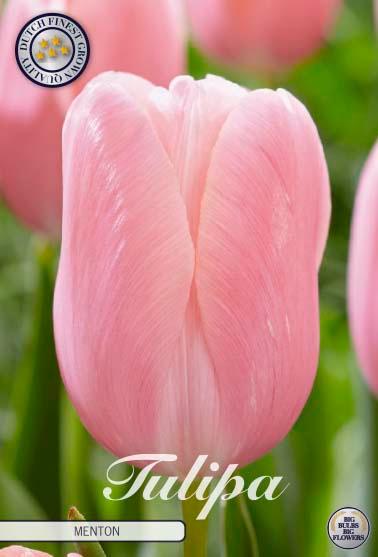 Tulipaner 'Menton' - 7 stk. tulipanløk