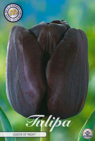 Tulipaner 'Queen of Night' - 10 stk. tulipanløk