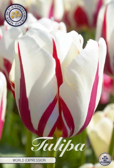 Tulipaner 'World Expression' - 7 stk. tulipanløk