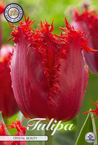 Tulipaner 'Crystal Beauty' - 10 stk. tulipanløk