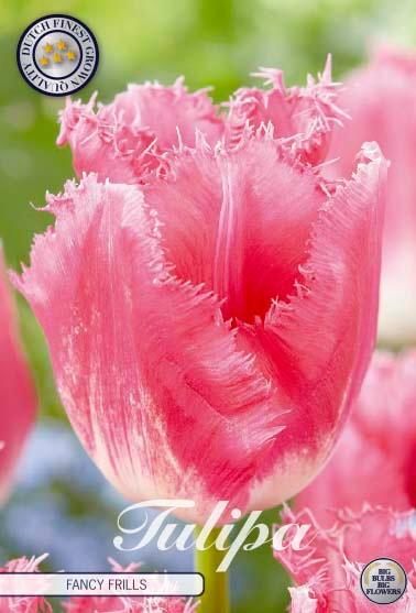 Tulipaner 'Fancy Frills' - 7 stk. tulipanløk