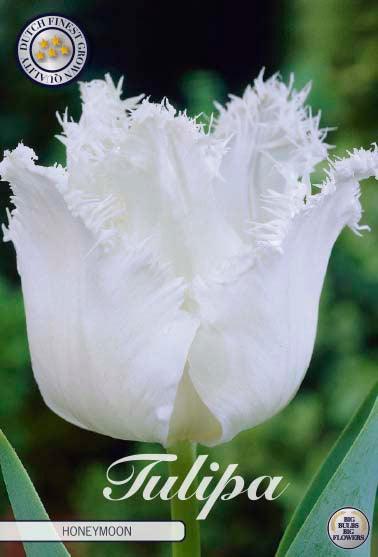 Tulipaner 'Honeymoon' - 7 stk. tulipanløk