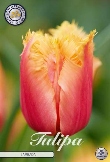Tulipaner 'Lambada' - 10 stk. tulipanløk