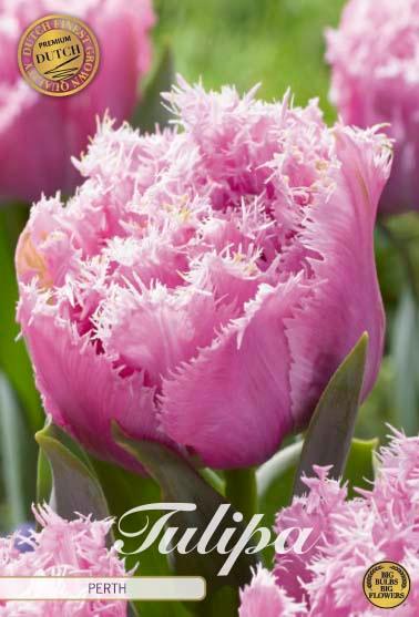Tulipaner 'Perth' - 7 stk. tulipanløk