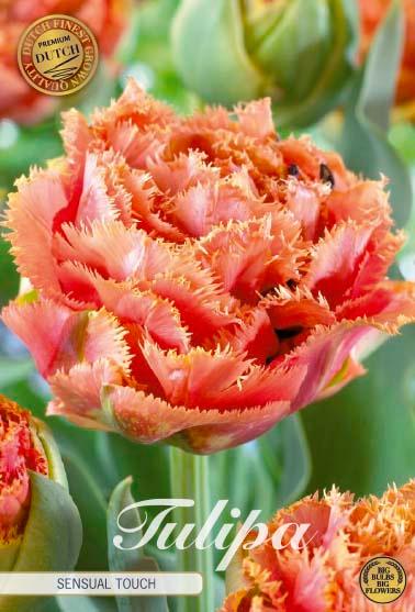 Tulipaner 'Sensual Touch' - 7 stk. tulipanløk