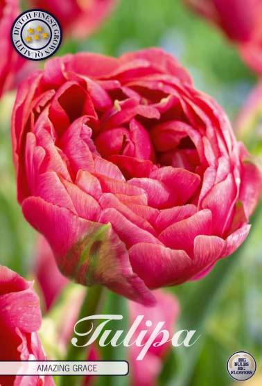 Tulipaner 'Amazing Grace' - 7 stk. tulipanløk