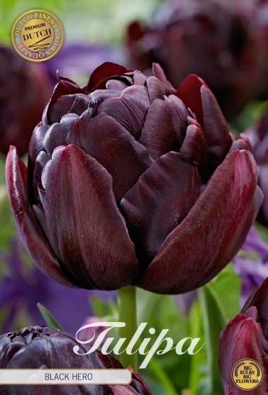 Tulipaner 'Black Hero' - 7 stk. tulipanløk