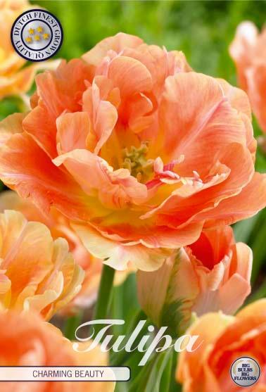 Tulipaner 'Charming Beauty' - 7 stk. tulipanløk
