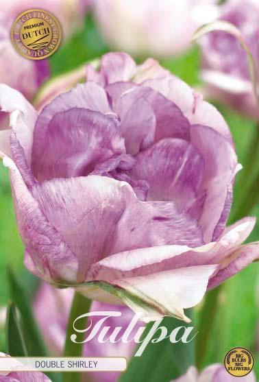 Tulipaner 'Double Shirley' - 7 stk. tulipanløk