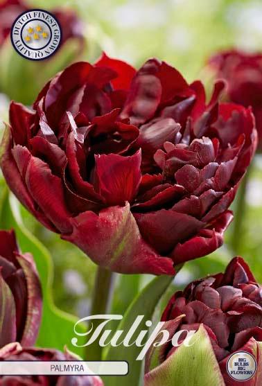 Tulipaner 'Palmyra' - 7 stk. tulipanløk