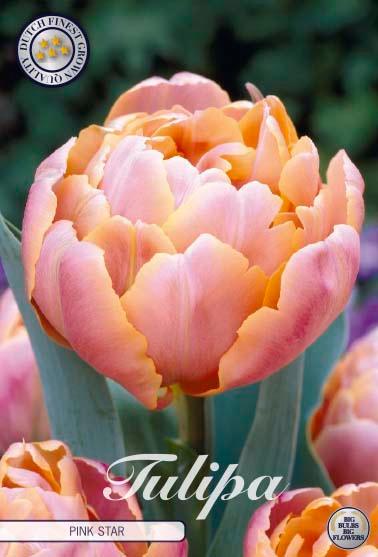 Tulipaner 'Pink Star' - 7 stk. tulipanløk