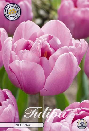 Tulipaner 'Table dance' - 7 stk. tulipanløk