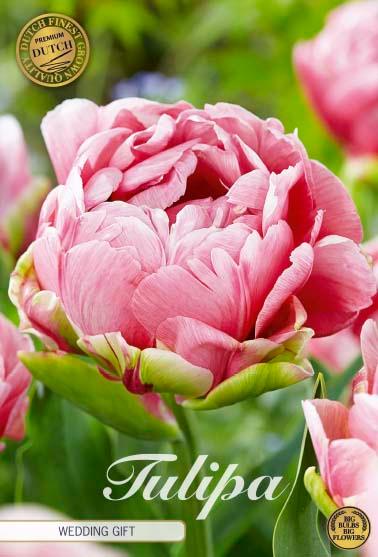 Tulipaner 'Wedding Gift' - 7 stk. tulipanløk