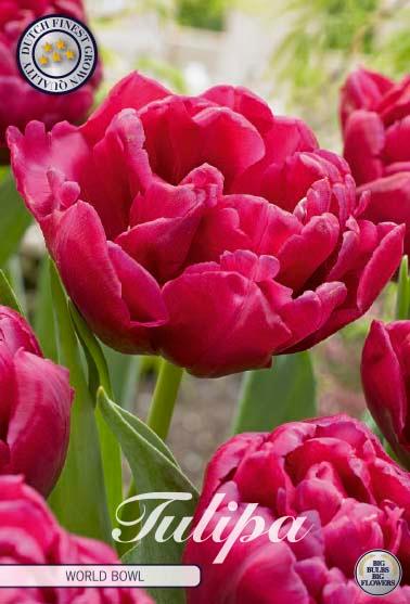Tulipaner 'World Bowl' - 7 stk. tulipanløk