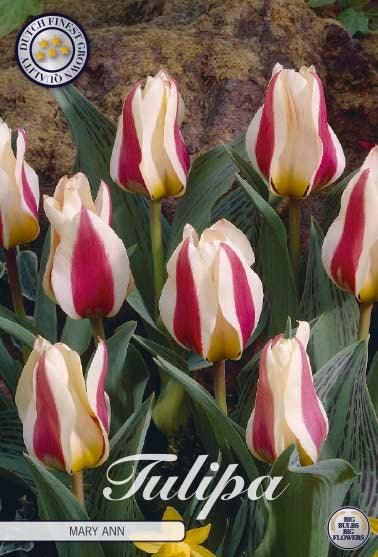 Tulipaner 'Mary Ann' - 7 stk. tulipanløk