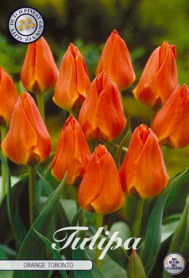 Tulipaner 'Orange Toronto' - 10 stk. tulipanløk