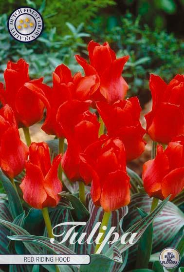 Tulipaner 'Red Riding Hood' - 10 stk. tulipanløk
