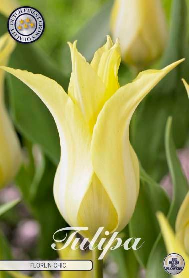 Tulipaner 'Florijn Chic' - 7 stk. tulipanløk