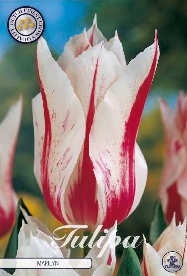 Tulipaner 'Marilyn' - 7 stk. tulipanløk