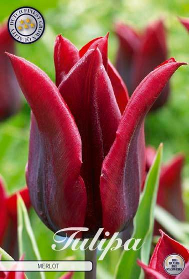 Tulipaner 'Merlot' - 7 stk. tulipanløk