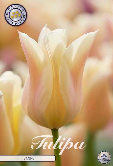 Tulipaner 'Sanne' - 7 stk. tulipanløk