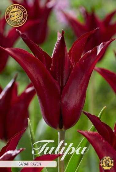 Tulipaner 'Sarah Raven' - 7 stk. tulipanløk