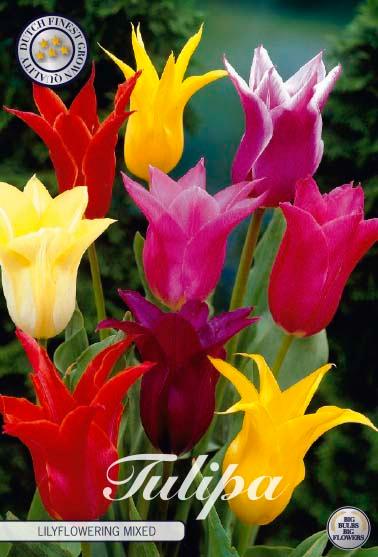 Liljeblomstrende tulipaner mixpakke - 7 stk. tulipanløk
