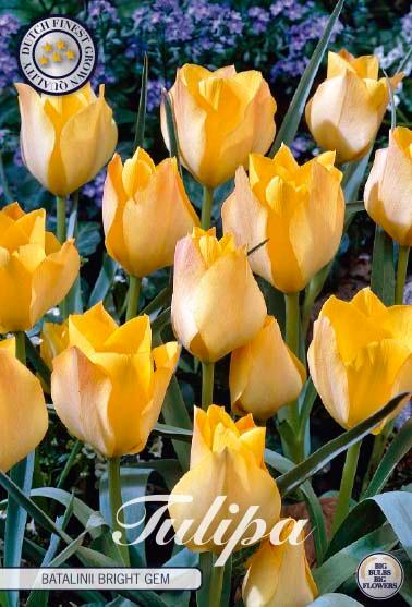 Botaniske tulipaner 'Batalinii Bright Gem' - 10 stk. av tulipanløk