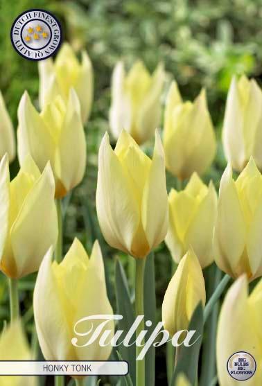 Botaniske tulipaner 'Honky Tonk' - 10 stk. av tulipanløk