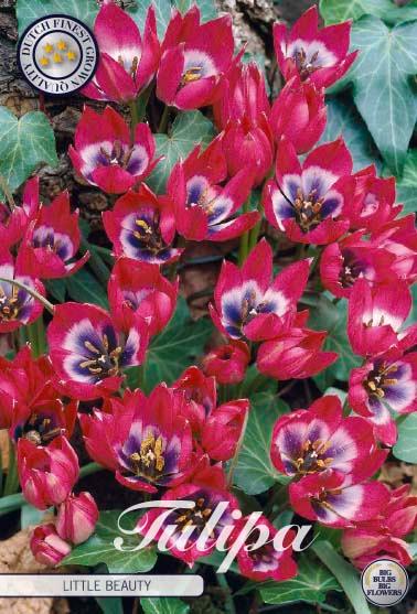 Botaniske tulipaner 'Little Beauty' - 10 stk. av tulipanløk