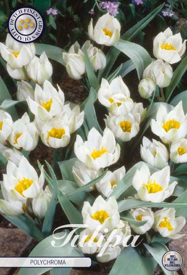 Botaniske tulipaner 'Polychroma' - 10 stk. av tulipanløk