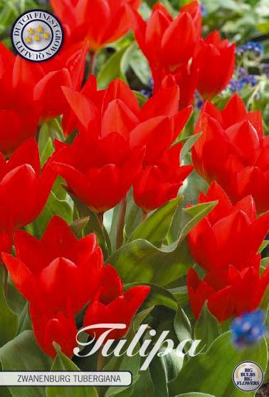 Botaniske tulipaner 'Tubergiana Zwanenburg' - 10 stk. av tulipanløk
