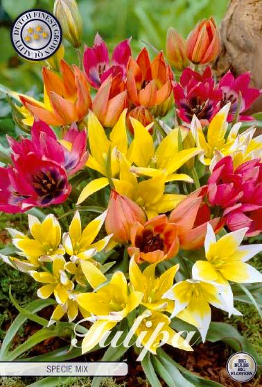 Botaniske tulipaner mikspakke - 15 stk. av tulipanløk