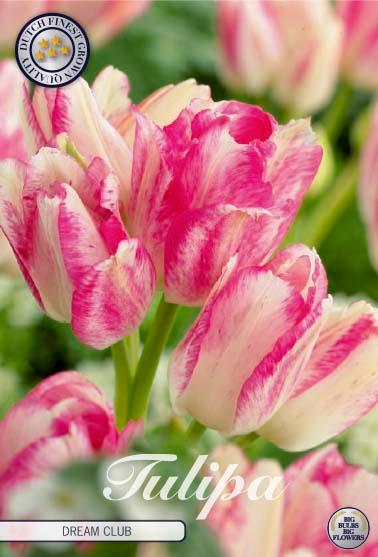 Tulipaner 'Dream Club' - 7 stk. tulipanløk