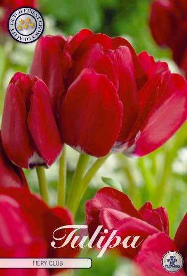 Tulipaner 'Fiery Club' - 7 stk. tulipanløk