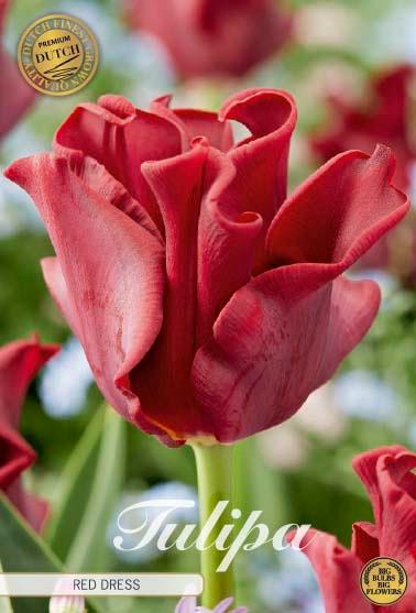 Tulipaner 'Red Dress' - 7 stk. tulipanløk