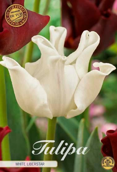 Tulipaner 'White Liberstar' - 7 stk. tulipanløk