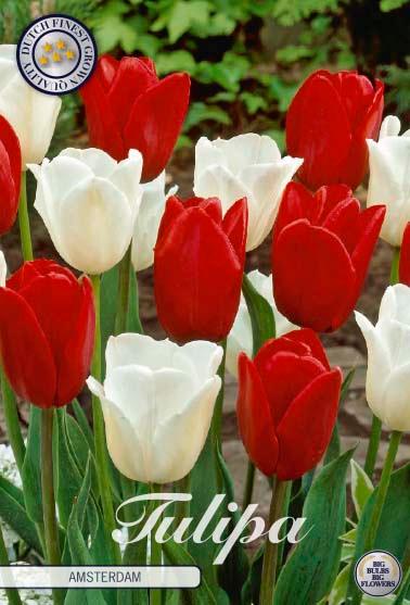Tulipaner 'Amsterdam' - mikspakke - 10 stk. tulipanløk