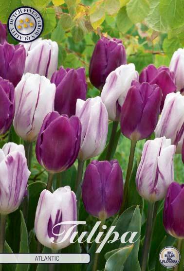 Tulipaner 'Atlantic' - mikspakke - 10 stk. tulipanløk