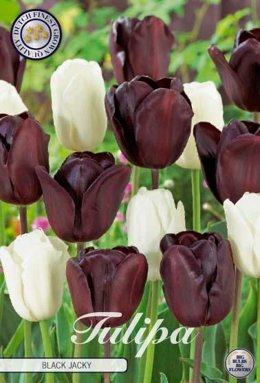 Tulipaner 'Black Jacky' - mikspakke - 10 stk. tulipanløk