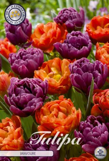 Tulipaner 'Bravoure' - mikspakke - 10 stk. tulipanløk
