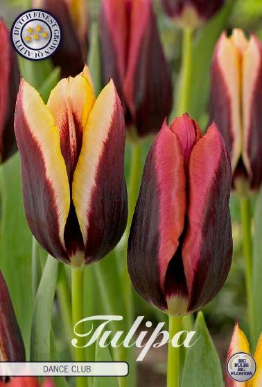 Tulipaner 'Dance Club' - mikspakke - 10 stk. tulipanløk