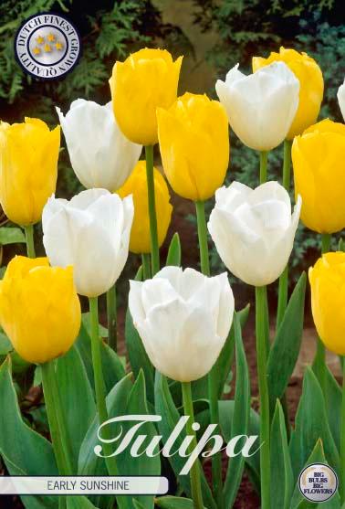 Tulipaner 'Early Sunshine' - mikspakke - 10 stk. tulipanløk