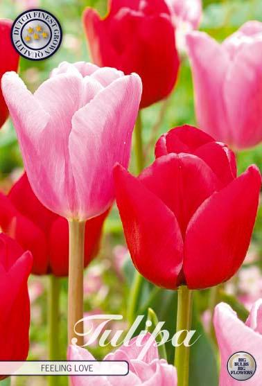 Tulipaner 'Feeling Love' - mikspakke - 10 stk. tulipanløk